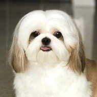 Ching Ching Cai, 10 (Cane)