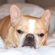 Chloe The Mini Frenchie (2013 - 2017) (Hund)