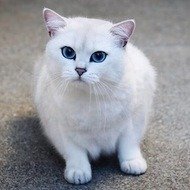 Coby the Cat, 10 (Cat)