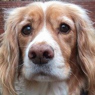 Coco Blaney, 13 (狗)