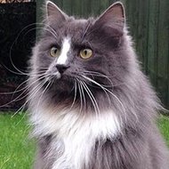 Conrad the Cat (2014 - 2018) (猫)