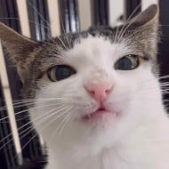 Crunchy Cat Luna, 4 (猫)