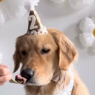 daisythegoldiee, 5 (Hund)