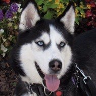 Dakota The Siberian Service Dog, 8 (狗)
