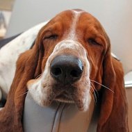 Dean The Basset, 10 (Dog)
