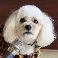 DJ Mini Matt, 8 (Chien)