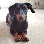 Dobby the Mini Dachshund, 8 (Dog)
