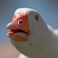Dolan Dark, 29 (YouTube Star)