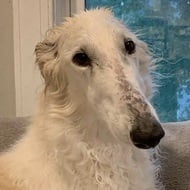 Eris The Borzoi, 7 (狗)