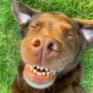 Good Boy Ollie, 9 (狗)