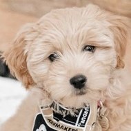 gouda.doodle, 4 (狗)