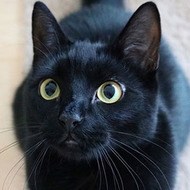 Guinness the Cat, 9 (Кошка)