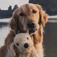 Gumbo the Dog, 10 (Dog)