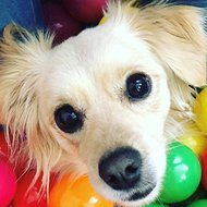 Harley Davis, 7 (Dog)