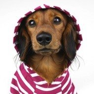 Hazelnut HollyandHazelnut, 7 (Con chó)