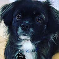 Hershey Davis, 7 (Dog)