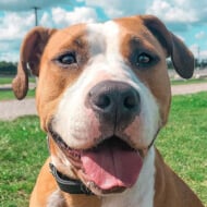 heymynamesluna, 6 (Dog)