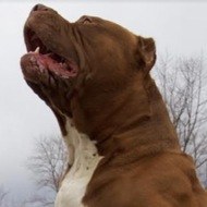 Hulk the Dog (2013 - 2025) (Dog)