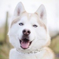 Husky Mika, 10 (Perro)
