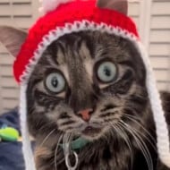 Ivar the Incredible Blind Cat, 7 (猫)