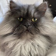 Juno The Angry Cat, 13 (Con mèo)