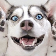 Kira 2Husketeers, 13 (Dog)