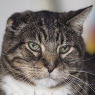 Klaus the Cat, 25 (Kat)