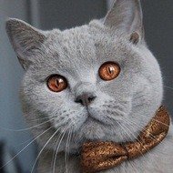 Koda Cat, 11 (Cat)