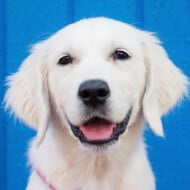 Lady and the Blues, 6 (Dog)