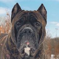 Leo the Cane Corso, 8 (Dog)