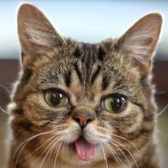 Lil Bub (2011 - 2019) (猫)