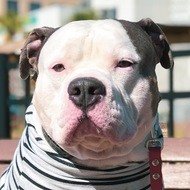 Lincoln Noah_and_lincoln, 8 (狗)