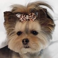 Liv the Morkie, 12 (Hond)