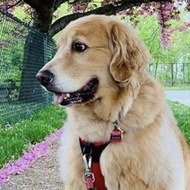 Look Its Sadie, 10 (Hond)