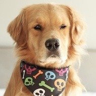 Louie The Golden Retriever, 9 (Dog)