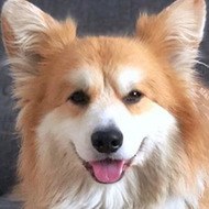 Marcel Le Corgi, 12 (Dog)