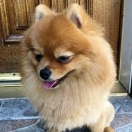 March Pom, 8 (Hund)