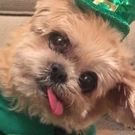 Marnie The Dog (2001 - 2020) (Dog)