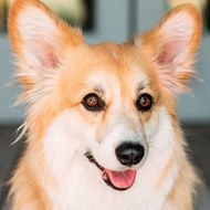 Maxine dog the Fluffy Corgi, 8 (狗)
