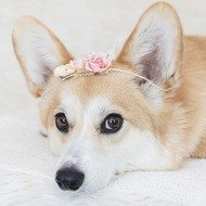 Mia the Corgi, 8 (Dog)