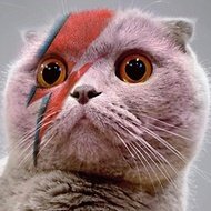 Milla the Cat, 13 (猫)