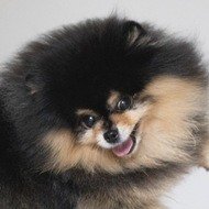 Mocha the Pomeranian, 12 (Hund)