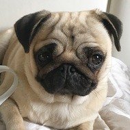 Moka The Adorable Pug, 9 (Dog)