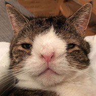 Monty Happiness, 14 (Katze)