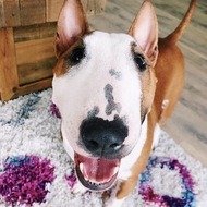 Moose the Mini Bully, 8 (Dog)
