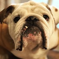 Mr. Gerald, 11 (Dog)