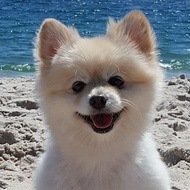 Muggles the Dog, 13 (狗)