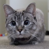 Nala Cat, 15 (Kat)