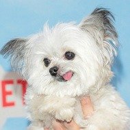 Norbert, 14 (Dog)