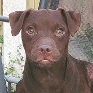 Nugs the Dog, 5 (Dog)